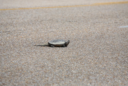 Snapping Turtle Crossing Road