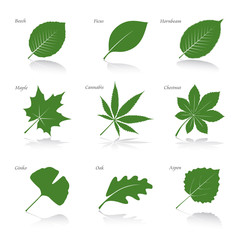 Collection of Green Leafs. Vector Illustration. - obrazy, fototapety, plakaty