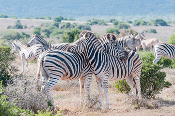 Zebras using each others backs as headrest