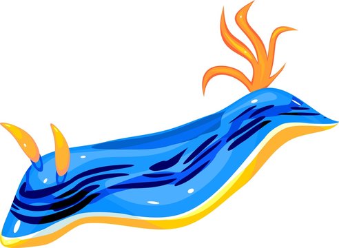 Nudibranch Chromodoris lochi 