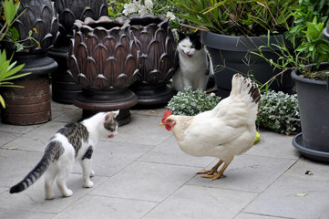 cats and hen - interesting constellation