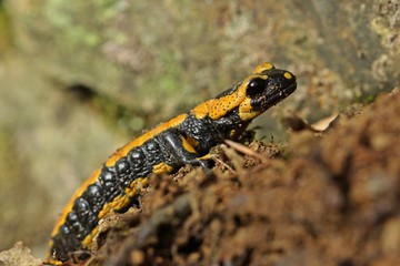 Feuersalamander (Salamandra salamandra) im Nationalpark Kellerwald
