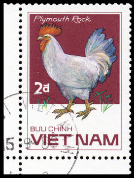 Stamp printed in Vetnam shows Rhode Island Red