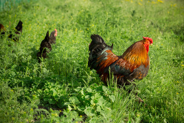 Chickens on traditional free range poultry farm