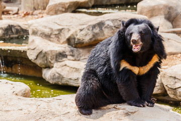 asiatic black bear