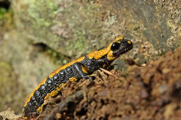 Feuersalamander (Salamandra salamandra) im Nationalpark Kellerwald
