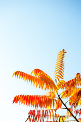 Beautiful autumn yellow leaves