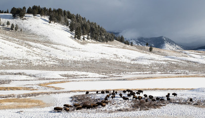 bison herd migrates across frozen landscape - 107018017