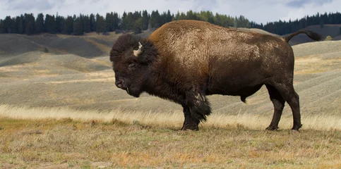 Wandcirkels tuinposter bull bison poses in profile © sbthegreenman