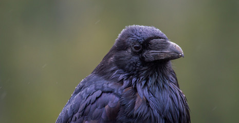 raven in the rain against green background