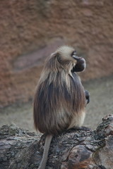 African baboons in the open resort, Magdeburg, Germany