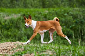 basenji dog trotting in forest