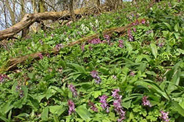 Wald mit B&auml;rlauch (Allium ursinum) und Lerchensporn 
