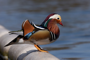Mandarin Duck, Duck