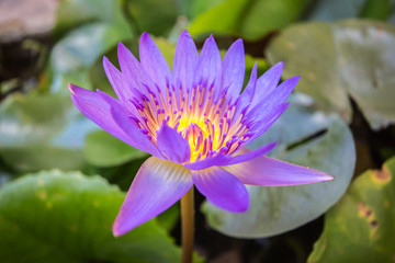 Colorful lotus flowers on green leaves above water.