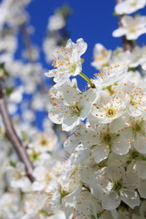 fiori di pruno