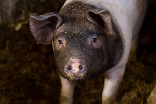 small pig in farm, black head