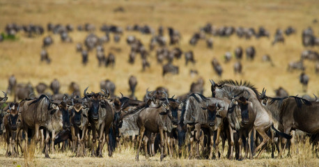 Big herd of wildebeest in the savannah. Great Migration. Kenya. Tanzania. Masai Mara National Park. An excellent illustration. - obrazy, fototapety, plakaty
