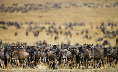 Big herd of wildebeest in the savannah. Great Migration. Kenya. Tanzania. Masai Mara National Park. An excellent illustration.
