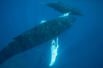 Humpback Whales in Blue Sea