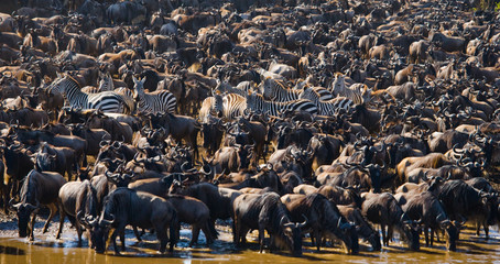 Big herd of wildebeest is about Mara River. Great Migration. Kenya. Tanzania. Masai Mara National Park. An excellent illustration. © gudkovandrey