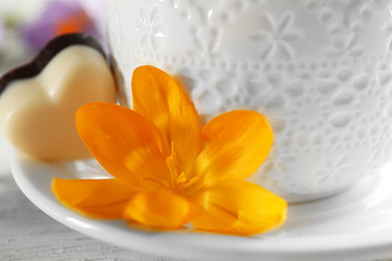 Fototapeta na wymiar Beautiful crocus flower with cup of tea closeup