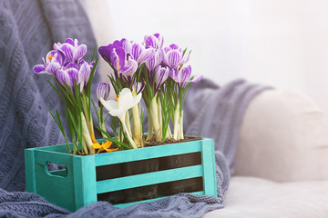 Beautiful crocus flowers in wooden crate, indoors