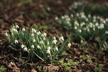 Snowdrops on the forest edge