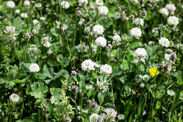 Spring Summer Flowers on a Green Background. Beauty In Nature.