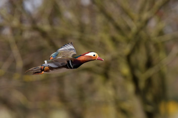 Mandarin Duck, Duck