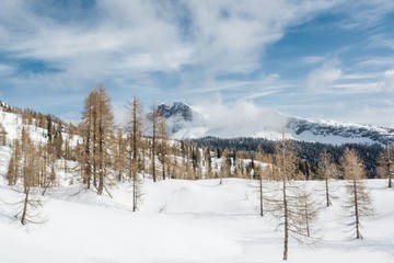 Larch forest in the winter.
