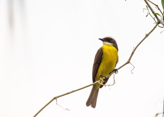 Great Kiskadee (Pitangus sulphuratus)-13