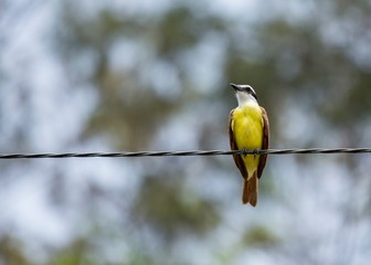 Great Kiskadee (Pitangus sulphuratus)-4