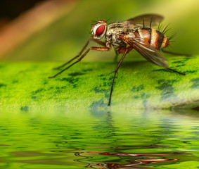Insect on the leaf in the forest