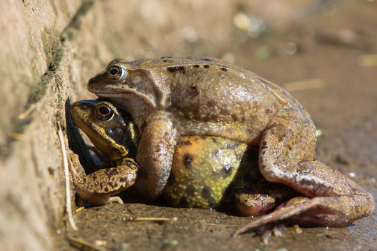 Common frogs (Rana temporaria) mating on land. A male frog remains on top of his female after the frogs leave the water of a duck pond