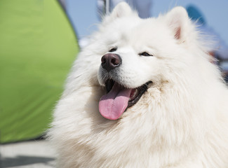 White dog Samoyed - obrazy, fototapety, plakaty