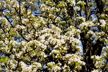 Blossoming pear tree