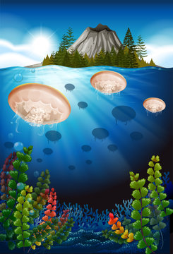 Jellyfish swimming under the sea