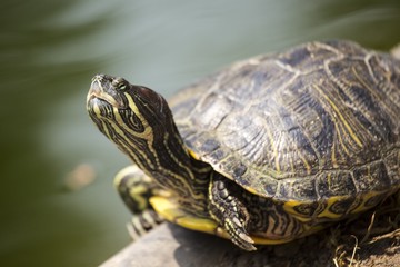 Naklejka premium Red Eared Slider Turtle (Trachemys scripta elegans)