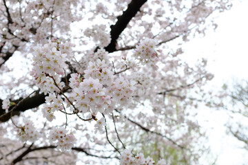 桜が咲く春の風景