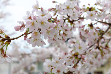 Obraz premium 咲いている桜と桜の蕾