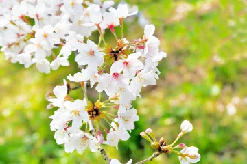 Zelfklevend Fotobehang Kersenbloesem 桜と新緑