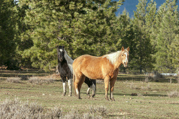 Obraz na płótnie Canvas Two horses looking at camera.