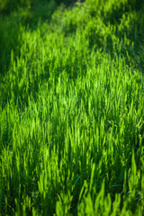 Abstract natural backgrounds with beauty bokeh