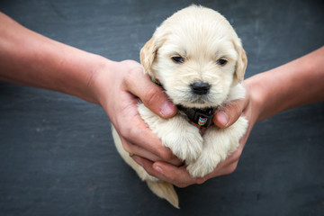 Golden retriever puppy