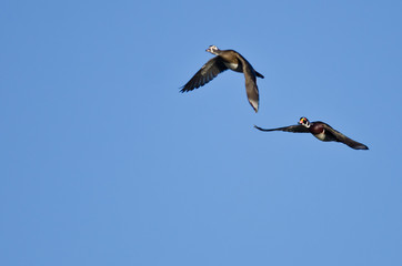 Pair of Wood Ducks Flying in a Blue Sky