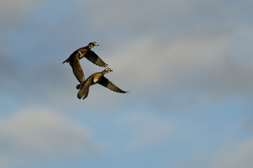 Pair of Wood Ducks Flying in a Cloudy Blue Sky