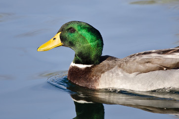 Profile of Male Mallard Duck as It Swims in the Blue Water