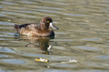 Female Scaup Duck Swimming in the Still Pond Waters