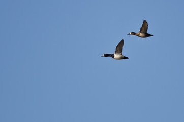 Pair of Ring-Necked Ducks Flying in a Blue Sky